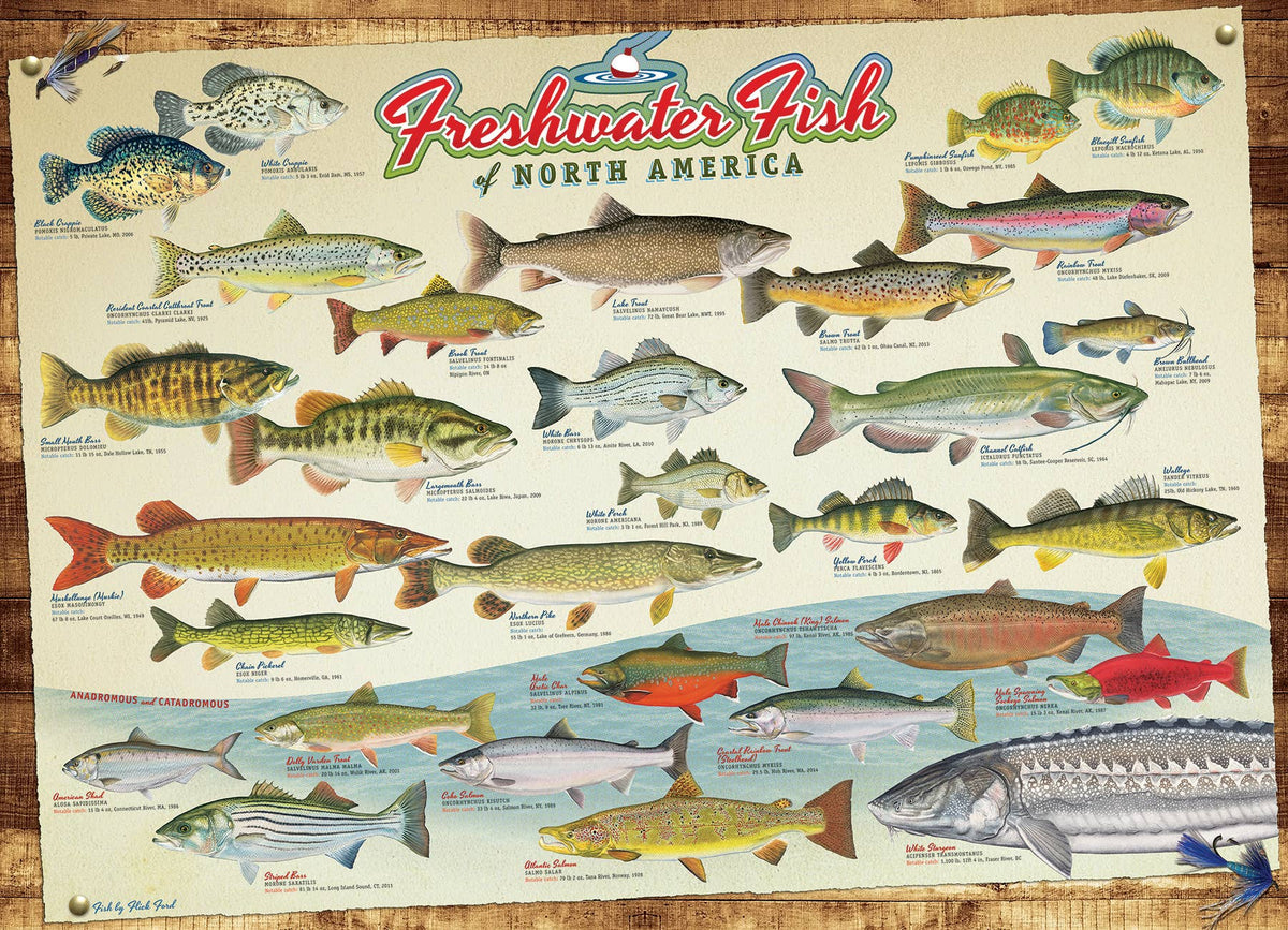 Freshwater Fish of NA 1000-Piece Cobble Hill Puzzle